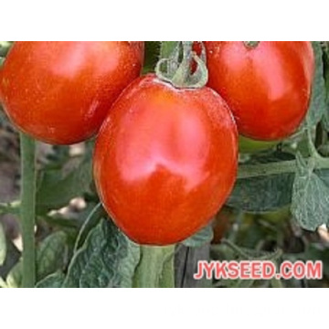 Tomato JYK No.2